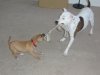 puppy 061.jpg