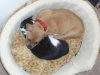 puppy 013.jpg