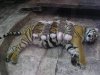 IMAGE1.jpeg