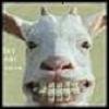 tnzzzgoat.jpg
