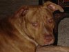 Our Pets 107.jpg