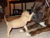 Our pets 031.jpg