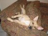 Our pets 077.jpg