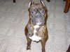 Our pets 081.jpg