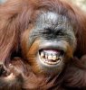 monkeyf.jpg