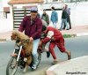 uzArabBiker434trf43.jpg