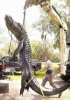 gator 3.jpg