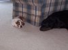 dogandtruck 002.jpg