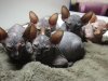 kittens.jpg