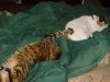 cat.JPG