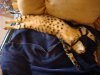cat3.JPG