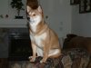 Hi Dad - Yoshi.JPG