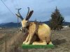 jackalope2.jpg