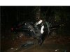 mustang vs tree.jpg