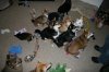 Dogs_All together.jpg