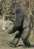 capt.3eabc14d4b7c4a929d48cbf55896073a.easter_gorilla_ohab104.jpg