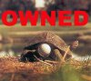 turtle_golf_ball.jpg
