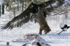 EAGLEFOX.JPG