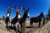 Jackasses[1].jpg