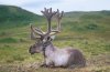 Reindeer in Norway.jpg