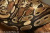 ball-python-48101.jpeg