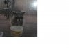 norton the racoon.JPG