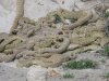 snakes4.jpg