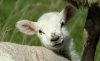 Lamb.jpg