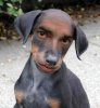 TheDog.jpg