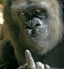 ape and finger.jpg