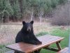 Democrat bear.jpg