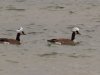 Ducks.jpg
