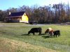 cows 004.jpg