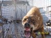 Wolf resize.jpg