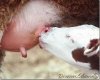calf.jpg
