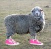 ewe3.jpg