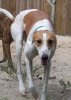 Greyhound_Jawa_Meg-_3big.jpg