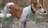 Greyhound_Jawa_Meg-big.jpg