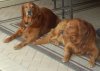 shadow & bear.jpg