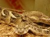 Puff-Adder-1200.jpg