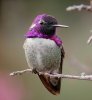 costas  purple.jpg