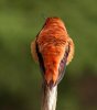 rufous 2.jpg