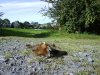 Road Kill Fox.jpg