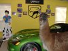 2008_snake_viper_009.jpg