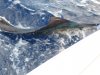 Lane Fishing Trip Oct 2009 sail.jpg