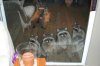 DSC_0270a.JPG