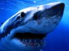sharks013.jpg sharks013.jpg