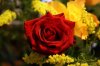 roses-photo-01972_high.jpg