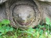 TURTLE 008.jpg