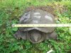 TURTLE 017.jpg